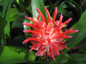 Billbergia pyramidalis 4 - HFL.JPG